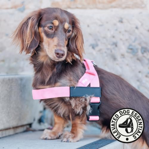Dog Friendly Co. Dog Harness for Small Dogs - Image 5
