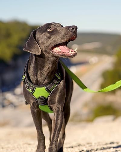 Joytale No Pull Dog Harness Medium Sized Dog, Front Clip - Image 6