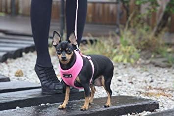 Puppia Soft Dog Harness No Choke Over-The-Head Triple Layered Breathable Mesh - Image 4