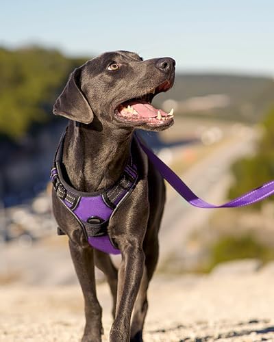 Joytale No Pull Dog Harness Medium Sized Dog, Front Clip - Image 6