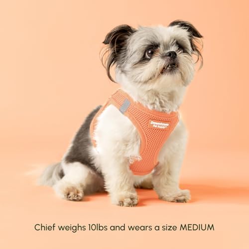 Adjustable Step-In Harness for Small Dogs - Image 4