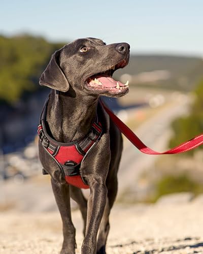 Joytale No Pull Dog Harness for Small Dogs, Front Clip - Image 6