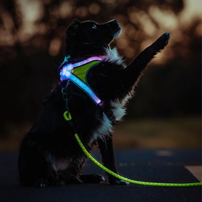 noxgear LightHound Light Up Reflective Dog Harness and Leash - Image 2