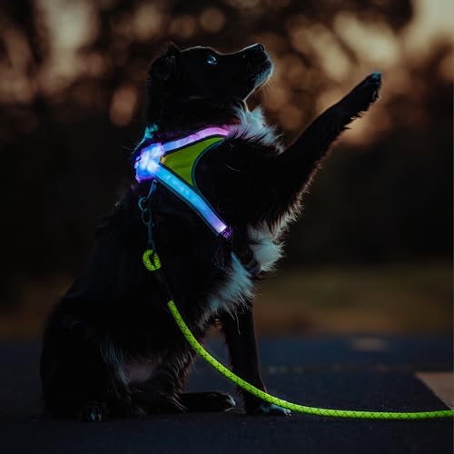 noxgear LightHound Light Up Reflective Dog Harness and Leash - Image 2