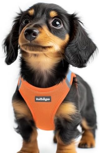 rabbitgoo Step-in Small Dog Harness, Puppy Vest by rabbitgoo