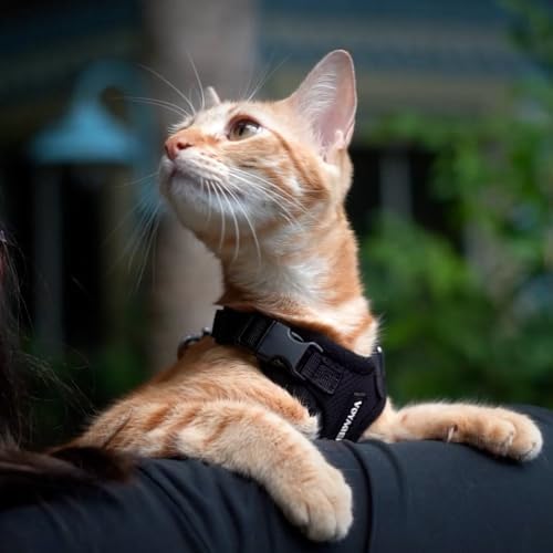 Voyager Step-in Lock Cat Harness & Leash Set - Image 6