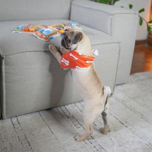Nylabone Puppy Chew Teething Bone & Original Bone Dog Chew Toys - Image 2