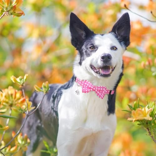 BINGPET No Pull Dog Harness Leash Collar Set, Adjustable Step-in Vest - Image 6