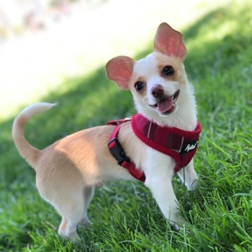 PUPTECK Small Dog Harness and Leash Set No Pull - Image 6