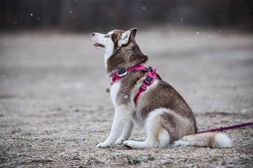 TRUE LOVE Adjustable No-Pull Dog Harness Reflective Vest - Image 6