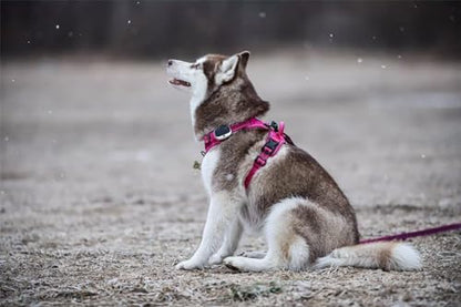 TRUE LOVE Adjustable No-Pull Dog Harness Reflective Vest - Image 6