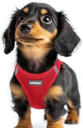 rabbitgoo Step-in Small Dog Harness, Puppy Vest by rabbitgoo