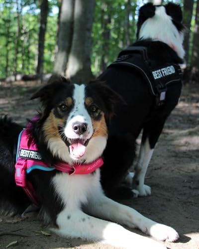 AUROTH Dog Harness and Leash Set - Image 2