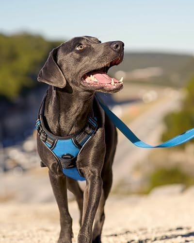 Joytale No Pull Dog Harness for Large Dogs, Front Clip, Sky Blue - Image 6