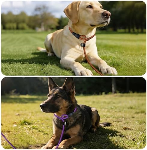 FOVRLZSE 5-Pack Dog Slip Leashes 4.6FT Nylon Training Lead, 5 Colors - Image 6