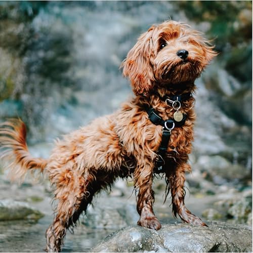 Blue-9 Balance Harness® for Dogs, Buckle-Neck - Image 5
