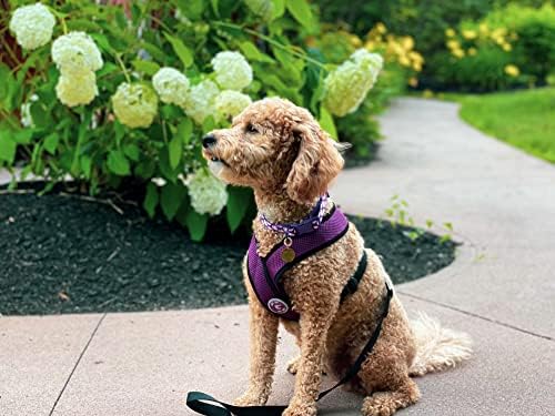 Gooby Comfort X Head-in Dog Harness, Choke-Free - Image 3