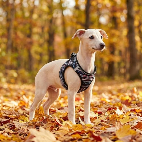 Mihqy Step in Dog Harness and Leash Set, Breathable Mesh - Image 4