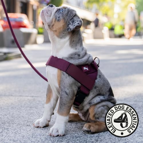 Dog Friendly Co. Dog Harness for Large Dogs - Image 6