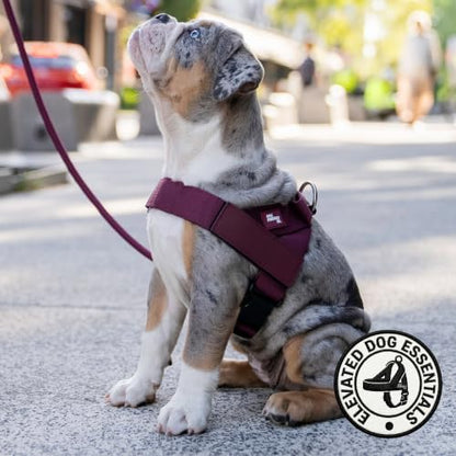 Dog Friendly Co. Dog Harness for Large Dogs - Image 6