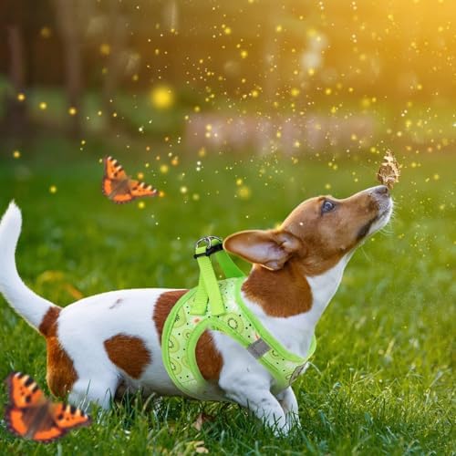 KOOLTAIL Dog Harness and Leash Set - Image 6