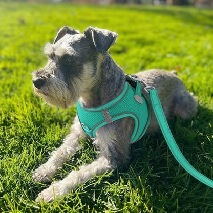 Joytale Step-in Dog Harness, Soft Breathable Mesh, Teal M - Image 2