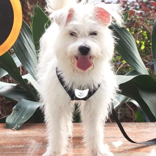 Hypeety Dog Vest Harness No-Pull Reflective Step-in Air Mesh Vest - Image 5