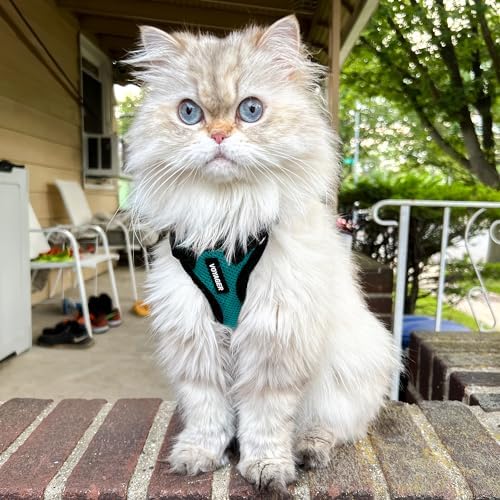 Voyager Step-in Lock Cat Harness & Leash Set - Image 6