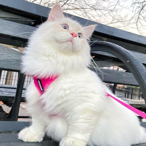 Voyager Step-in Lock Cat Harness & Leash Set - Image 6
