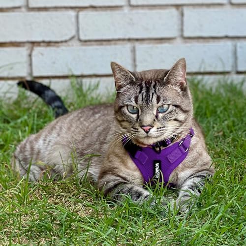 Voyager Step-in Lock Cat Harness & Leash Set - Image 6