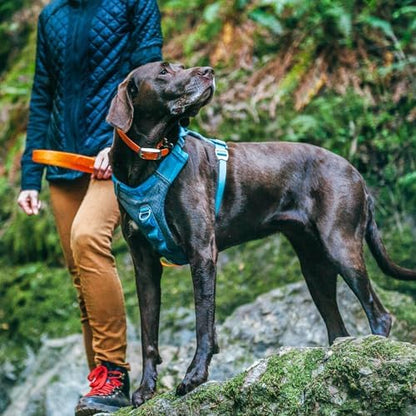 Kurgo Journey Air Dog Harness - Image 5