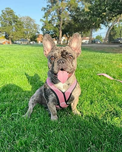 Gooby Comfort X Head-in Dog Harness, Choke-Free - Image 3