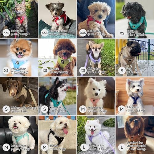 BELLA & PAL Step in Puppy Harness and Leash Set - Image 5