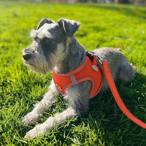 Joytale Step-in Dog Harness, Soft Breathable Mesh - Image 2