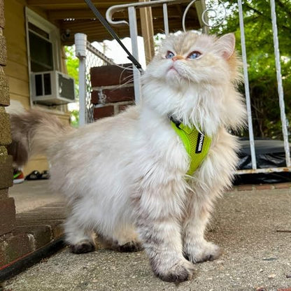 Voyager Step-in Lock Cat Harness & Leash Set - Image 6