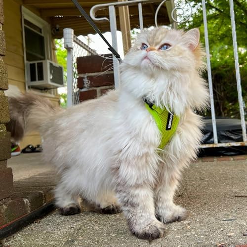 Voyager Step-in Lock Cat Harness & Leash Set - Image 6