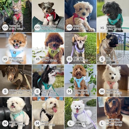 BELLA & PAL Step in Puppy Harness and Leash Set - Image 5