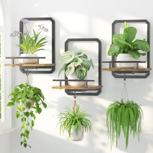 LASZOLA Plant Picture Frame Holder Shelf Wall Window Indoor by LASZOLA