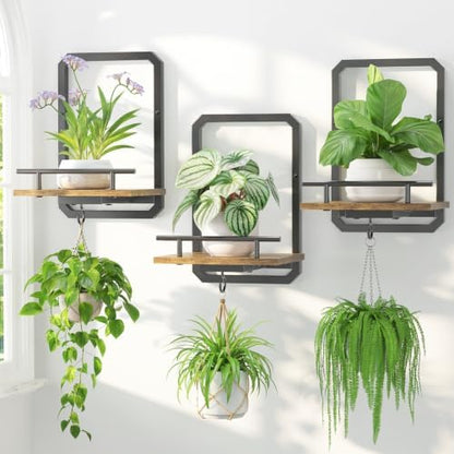 LASZOLA Plant Picture Frame Holder Shelf Wall Window Indoor by LASZOLA