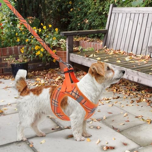 KOOLTAIL Thanksgiving Dog Harness - Image 6