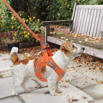 KOOLTAIL Thanksgiving Dog Harness - Image 6