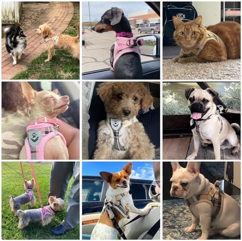 KOOLTAIL Dog Harness for Small Medium Dogs, Dog Harness and Leash Set, Step in - Image 2