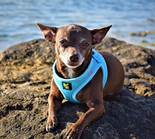 EcoBark Step in Dog Harness Small Blue Fully Adjustable Double Padded Step in - Image 4