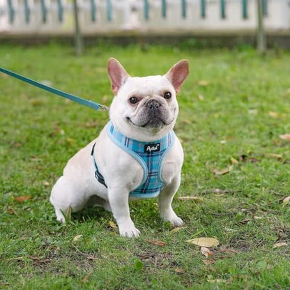 PUPTECK Small Dog Harness and Leash Set No Pull - Image 6