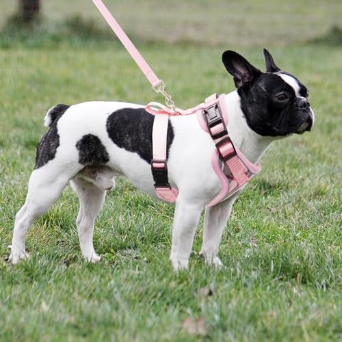 PUPTECK Small Dog Harness and Leash Set No Pull - Image 6