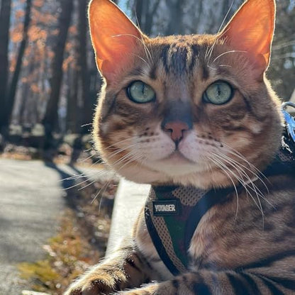 Voyager Step-in Air Cat Harness & Leash Set - Image 6