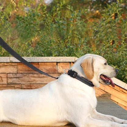 6 FT Basic Dog Leash for Medium Dogs - Image 3