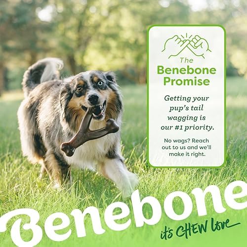 Benebone Tiny 2-Pack Dog Chew Toys, Real Bacon - Image 6