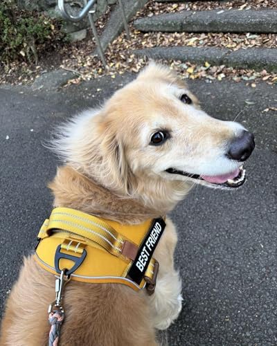 AUROTH Dog Harness and Leash Set - Image 2
