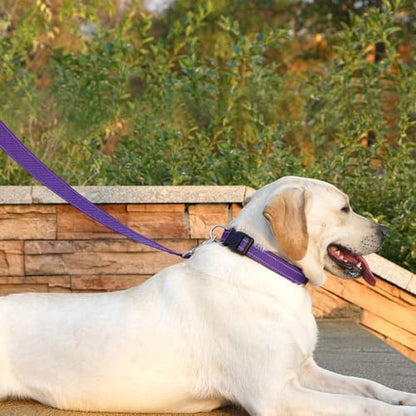 6 FT Basic Dog Leash for Medium Dogs - Image 3